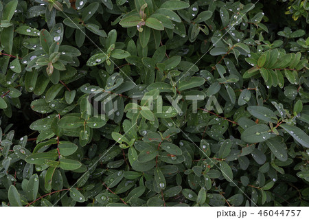 一雨後の植木 46044757