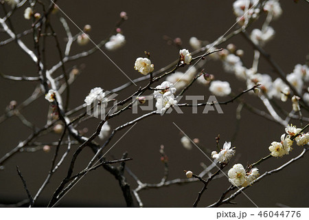 風景写真 植物 花 香木  早春 白梅の開花 白梅咲いて春寒し 梅の花便り　春告げ花 46044776