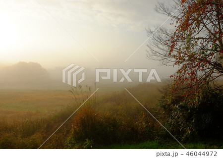 朝霧の磐之媛命陵と残り柿（奈良市歌姫町） 46044972