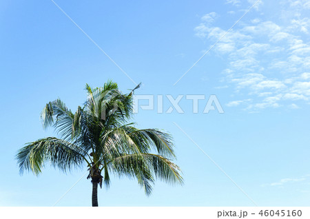 ヤシの木@ボルネオ島 ヤシの木@ボルネオ島 46045160