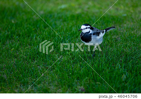 ハクセキレイ　冬羽　セキレイ科　鳥類　小鳥　かわいい　小走り　歩く　捕食　警戒　自然　小動物 46045706