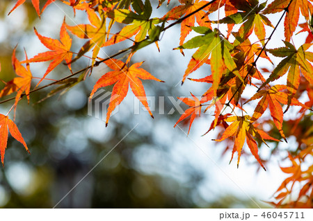 東京 もみじ 落ち葉 枯葉 赤 黄 紅葉 銀杏 景色 風景 秋景色 秋イメージ 秋 観光スポット 東京 もみじ 落ち葉 枯葉 赤 黄 紅葉 銀杏 景色 風景 秋景色 秋イメージ 秋 観光スポット 46045711