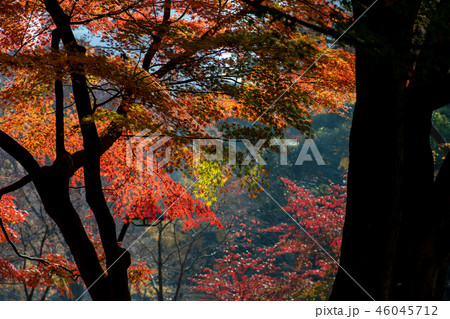 東京 もみじ 落ち葉 枯葉 赤 黄 紅葉 銀杏 景色 風景 秋景色 秋イメージ 秋 観光スポット 東京 もみじ 落ち葉 枯葉 赤 黄 紅葉 銀杏 景色 風景 秋景色 秋イメージ 秋 観光スポット 46045712