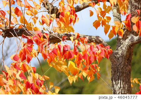 ナンキンハゼ黄葉 ナンキンハゼ黄葉 46045777