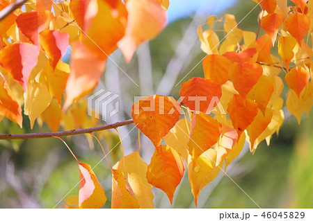 ナンキンハゼ黄葉 46045829