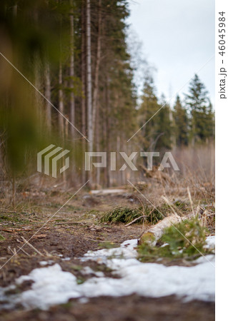 Image of trees and trail with a little bit of snow in forest Image of trees and trail with a little bit of snow in forest 46045984
