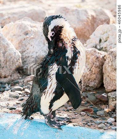 ペンギン ぺんぎん ペンギン 46045986
