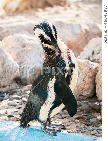 ペンギン ぺんぎん ペンギン 46045987