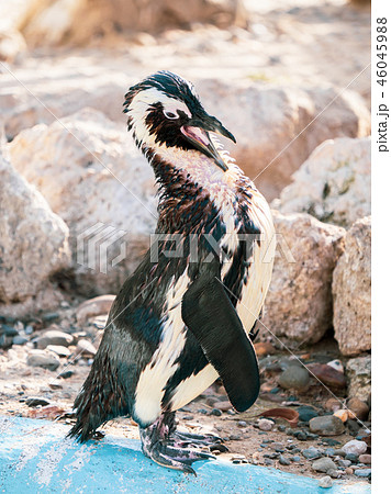 ペンギン ぺんぎん ペンギン 46045988