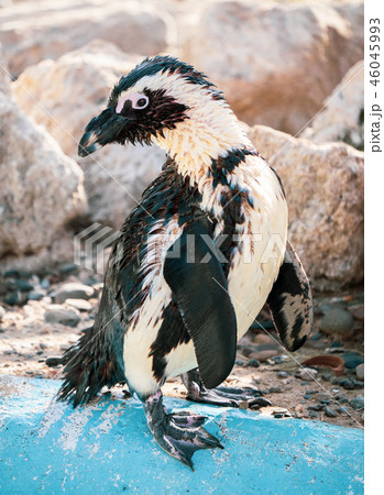 ペンギン ぺんぎん ペンギン 46045993