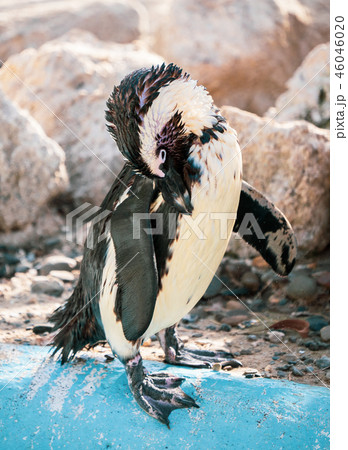 ペンギン ぺんぎん ペンギン 46046020