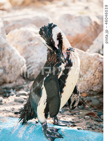 ペンギン ぺんぎん ペンギン 46046039