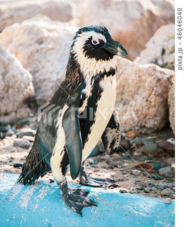 ペンギン ぺんぎん ペンギン 46046040