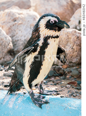 ペンギン ぺんぎん ペンギン 46046042