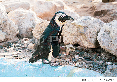 ペンギン ぺんぎん ペンギン 46046047