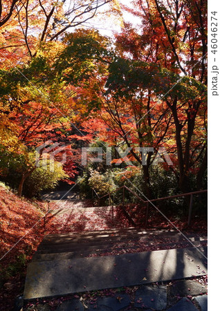 須賀川の紅葉 46046274