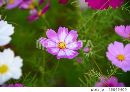コスモスの花 4の写真素材