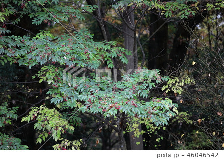 赤い木の実 46046542