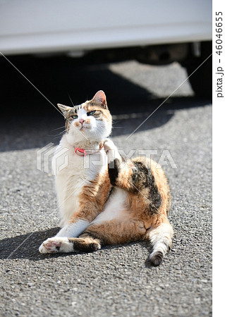 毛繕い中の猫 46046655