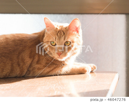 テーブルの上にのった茶トラ猫のムギ テーブルの上にのった茶トラ猫のムギ 46047276