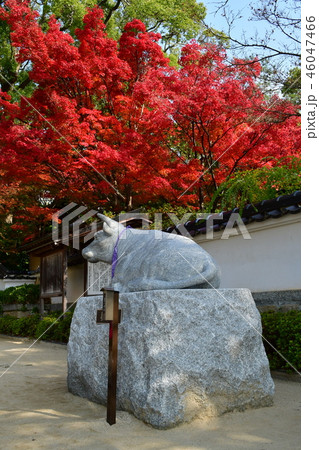 園楽坊跡の紅葉 園楽坊跡の紅葉 46047466