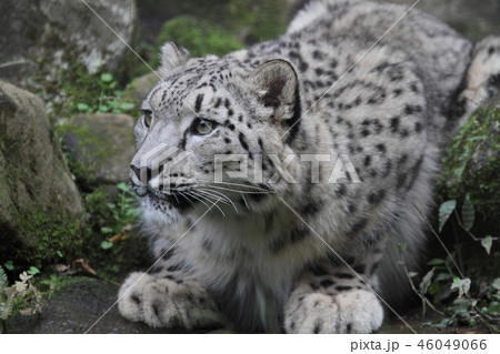 ユキヒョウ ユキヒョウ 46049066