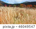 北八ヶ岳　ススキと紅葉 46049547
