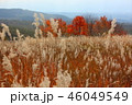北八ヶ岳　ススキと紅葉 46049549