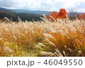 北八ヶ岳　ススキと紅葉 46049550