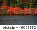 白駒池の紅葉 46049552