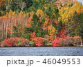 白駒池の紅葉 46049553