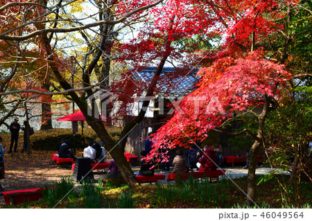 秋の秋月 紅葉に赤く染まる秋月城跡周辺の景観の写真素材