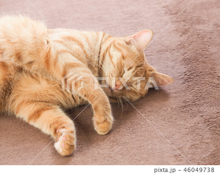 カーペットで眠る茶トラ猫のムギ カーペットで眠る茶トラ猫のムギ 46049738