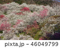 高尾梅郷 46049799