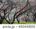 高尾梅郷の梅林 46049800