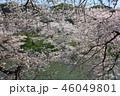 皇居の桜 46049801