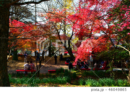 秋の秋月　紅葉に赤く染まる秋月城跡周辺の景観 46049865