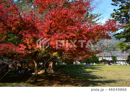 秋の秋月　紅葉に赤く染まる秋月城跡周辺の景観 46049866