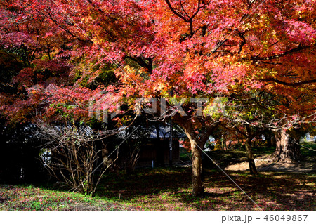 秋の秋月　紅葉に赤く染まる秋月城跡周辺の景観 46049867