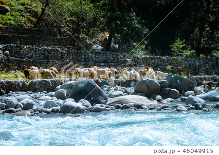 Himalayan big-horned sheep goat near BEAS river. 46049915