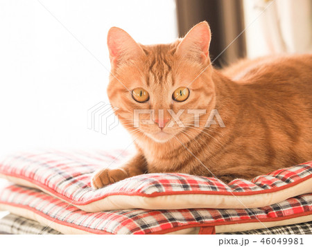 窓際の座布団にのった茶トラ猫のムギ 46049981