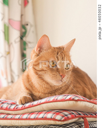 窓際の座布団にのった茶トラ猫のムギ 窓際の座布団にのった茶トラ猫のムギ 46050032