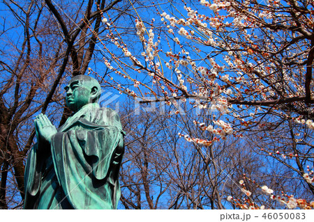 鐘楼と枝垂れ梅のコラボレーション 鐘楼と枝垂れ梅のコラボレーション 46050083