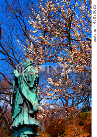 鐘楼と枝垂れ梅のコラボレーション 鐘楼と枝垂れ梅のコラボレーション 46050085