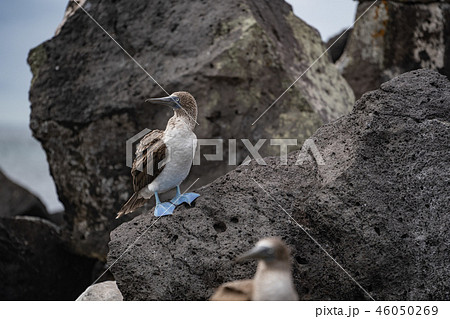 アオアシカツオドリ アオアシカツオドリ 46050269