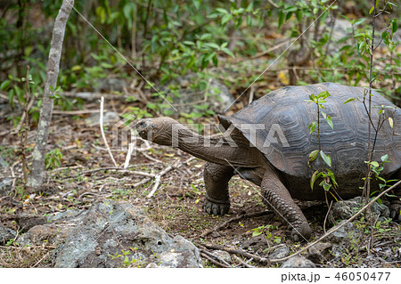 ガラパゴスゾウガメ 46050477