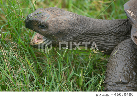 ガラパゴスゾウガメ 46050480