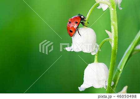ladybug sits on a flower of a lily of the valley 46050498