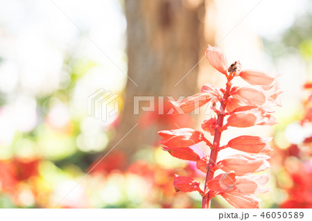 花 フラワー お花 46050589