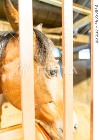 馬 午 アジア人 46050843